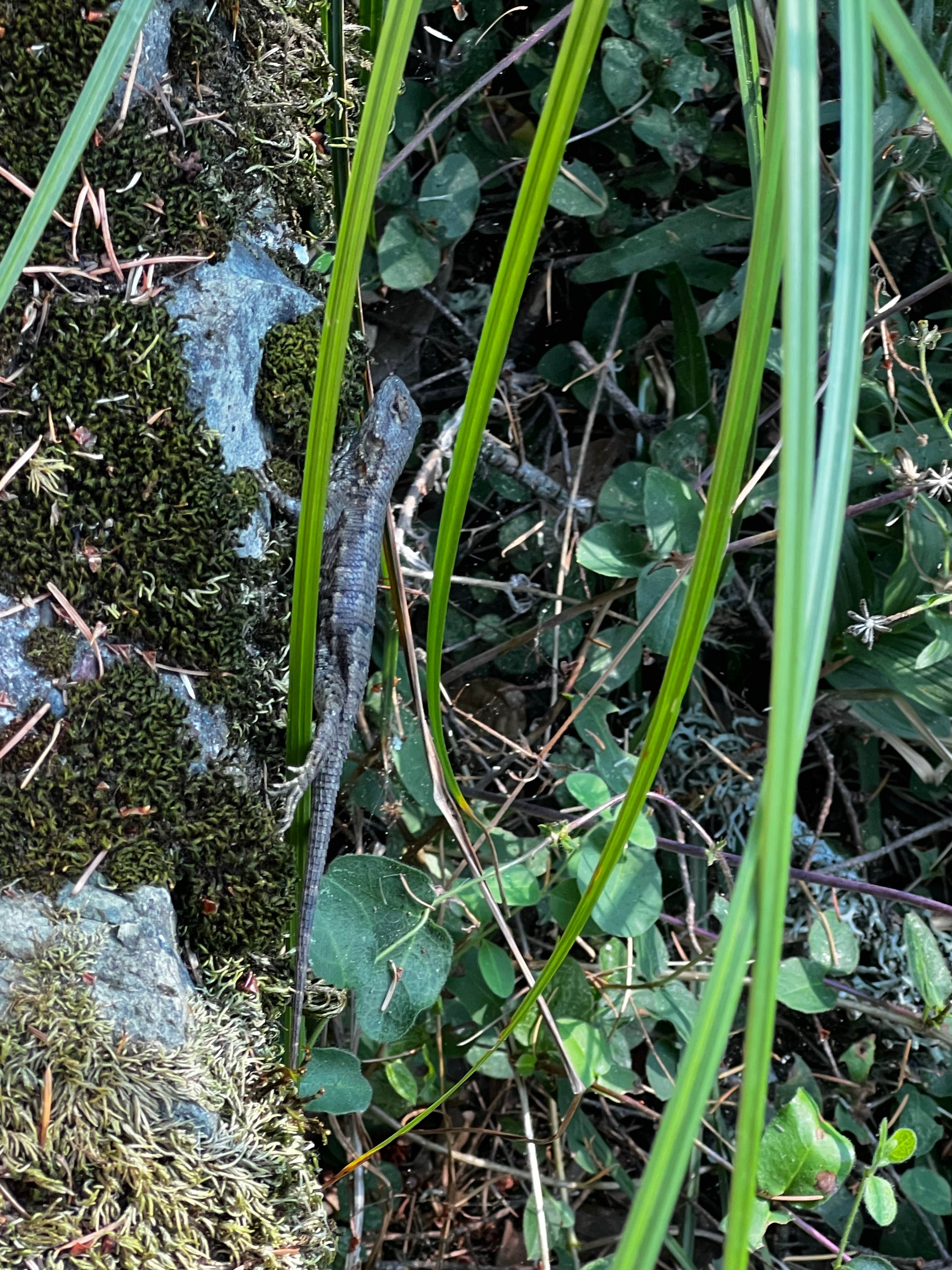 Camper-submitted photo at Bootjack Campground — Mount Tamalpais State Park near Larkspur, CA