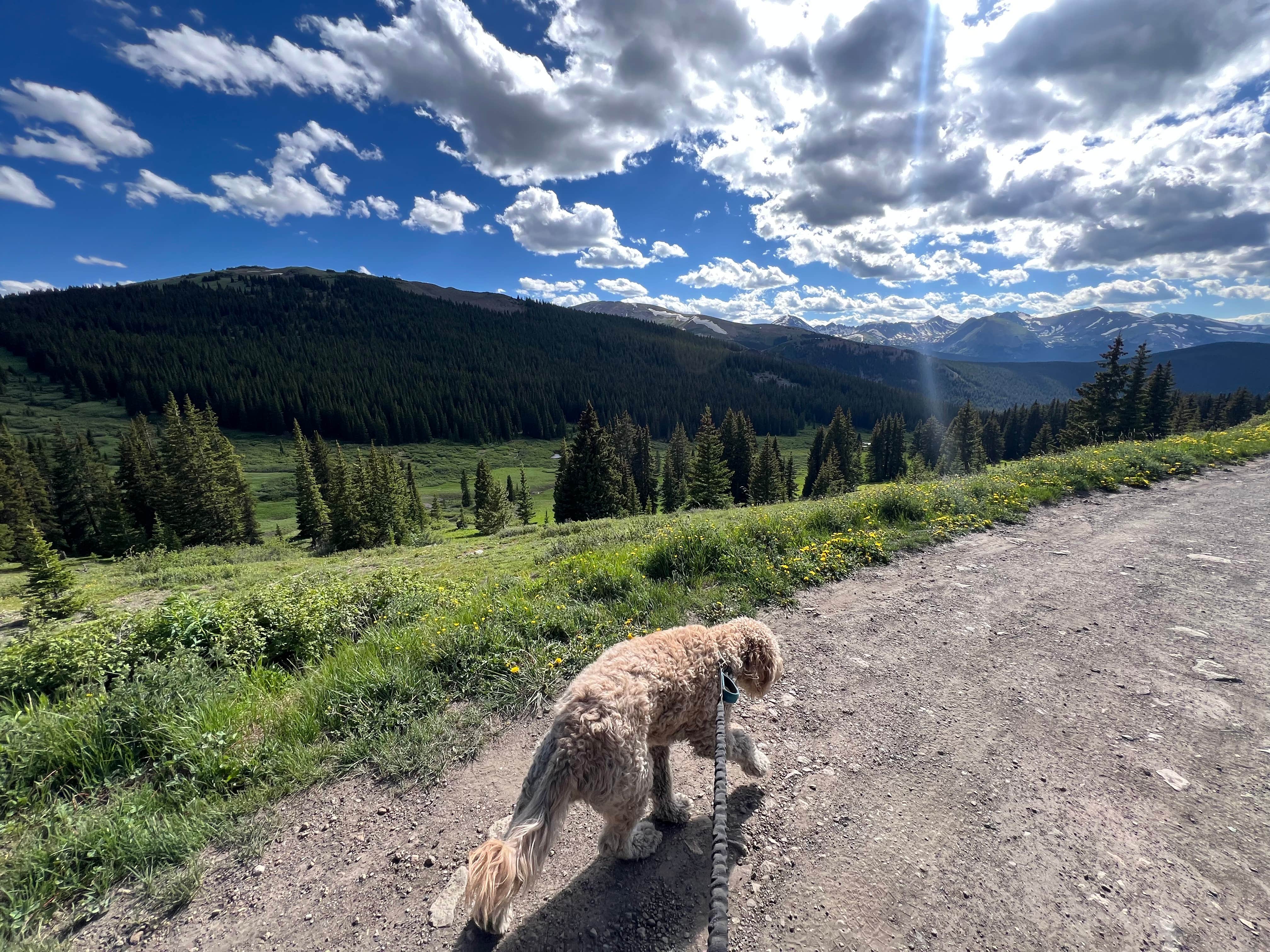 Cassandra C.'s photo of camping with pets at Boreas Pass Road Designated Dispersed Camping near Silverthorne, CO