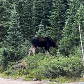 Review photo of Boreas Pass Road Designated Dispersed Camping by Quinlan H., September 12, 2023