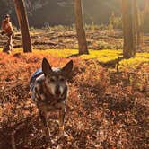 Review photo of Boreas Pass Road Designated Dispersed Camping by Monica V., October 11, 2023