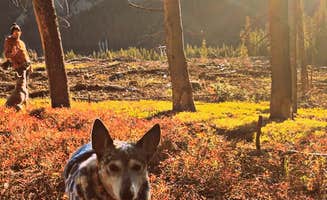 Monica V.'s photo of camping with pets at Boreas Pass Road Designated Dispersed Camping near Climax, CO