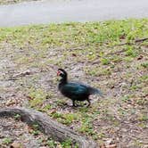 Review photo of Boulder Beach Campground — Lake Mead National Recreation Area by Lori R., January 6, 2026