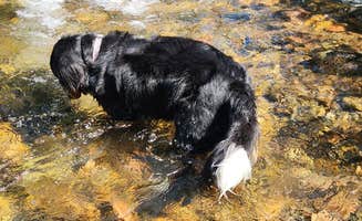 Laura W.'s photo of camping with pets at Boulder Creek Lodge near Deer Lodge, MT