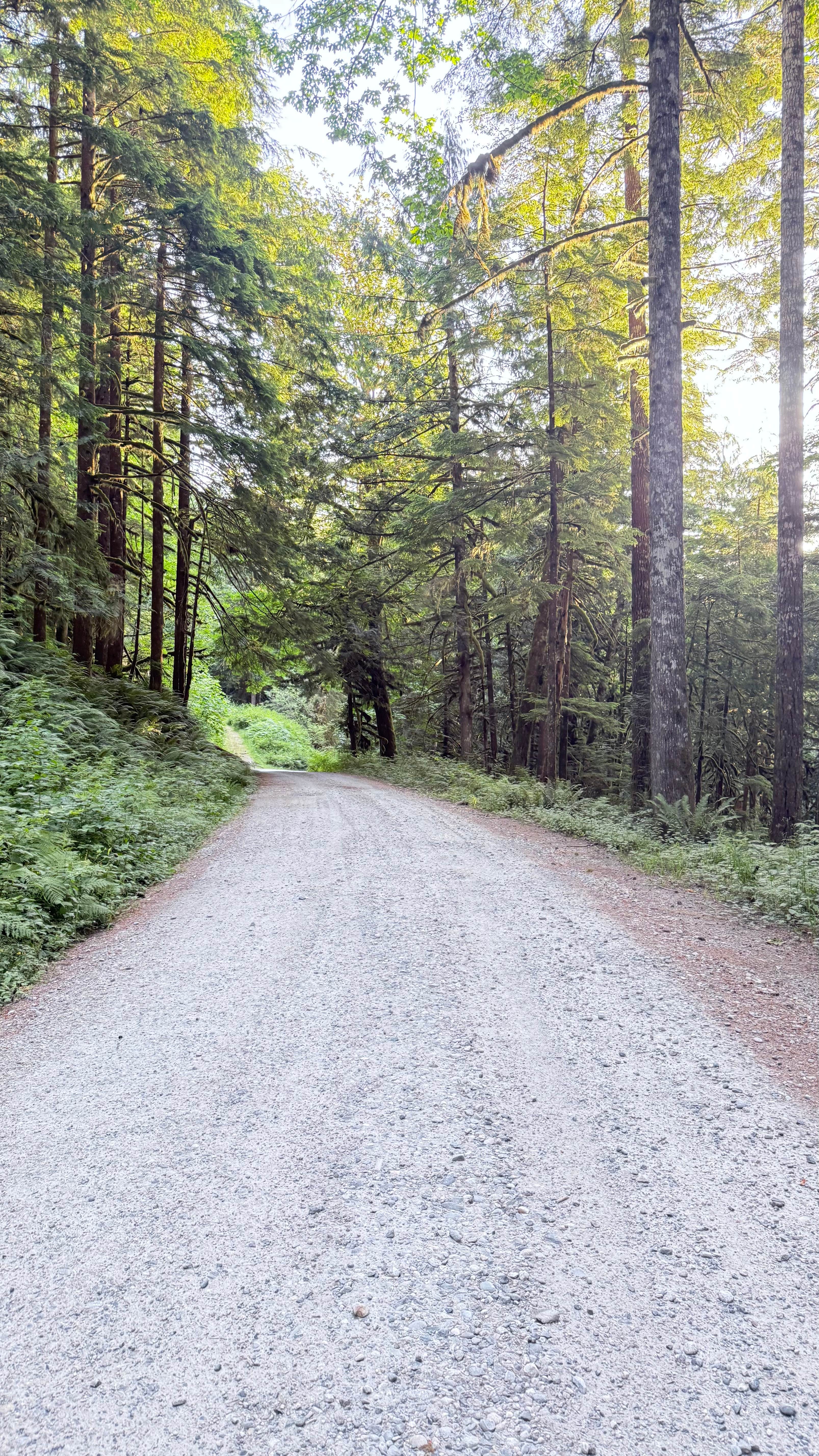 Camper-submitted photo at Boulder Creek Trail Dispersed near Snohomish, WA