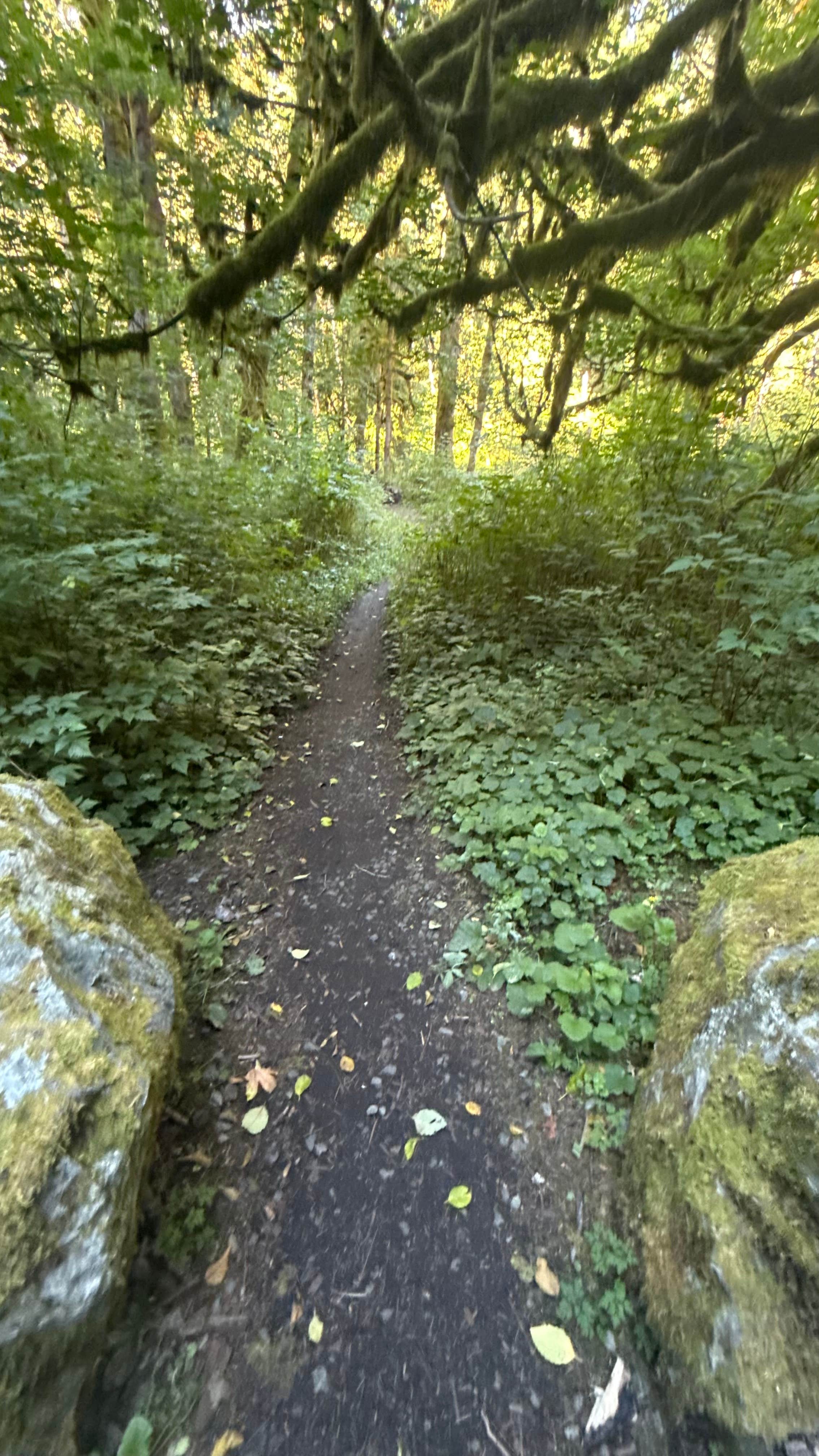 Camper-submitted photo at Boulder Creek Trail Dispersed near Kirkland, WA