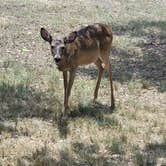 Review photo of Boulderdash Cabin & RV Park by Arthur H., May 27, 2024