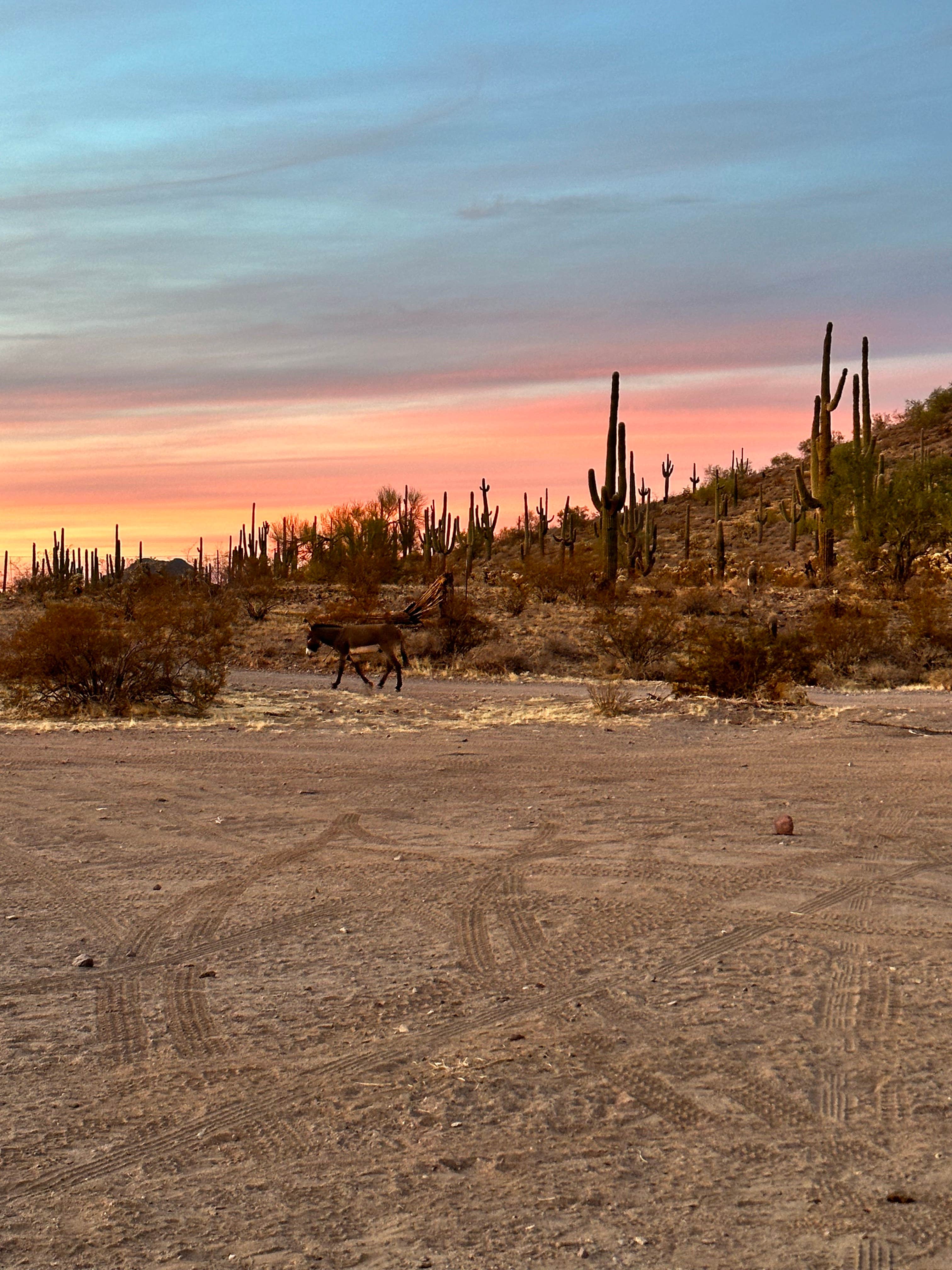 Tolleson photo 4