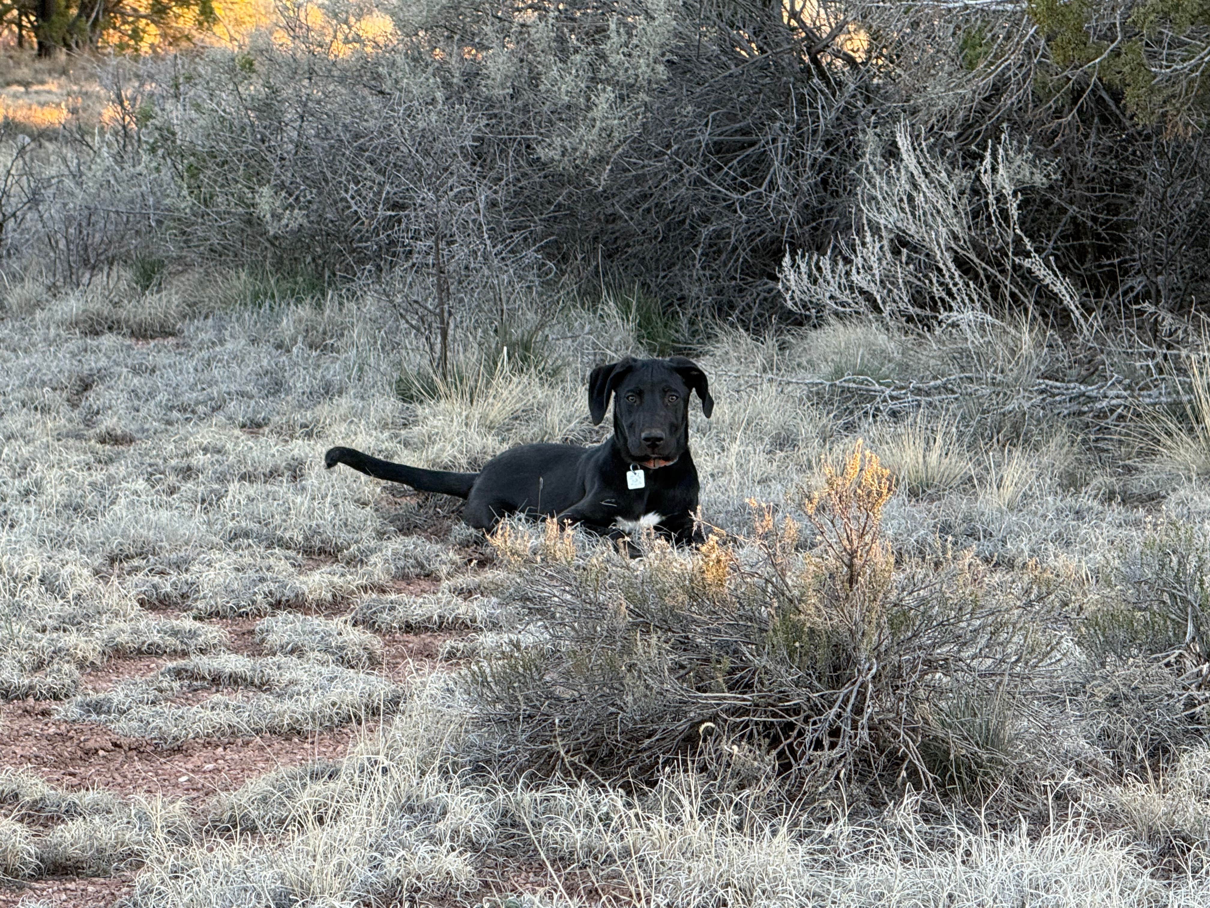 Amanda M.'s photo of camping with pets at Bouse Wash Rest Area - Westbound near Aguila, AZ