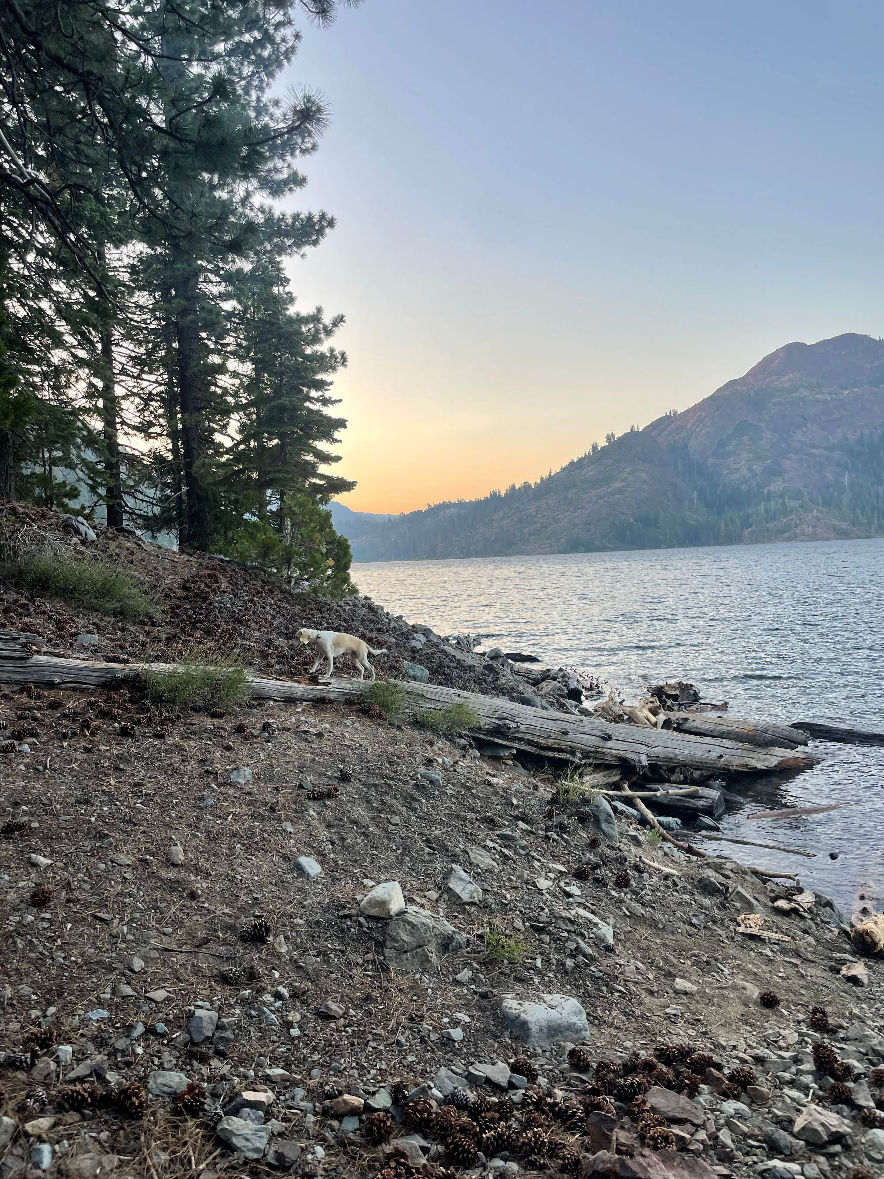 Autumn L.'s photo of camping with pets at Bowman Lake Dispersed near Plumas National Forest