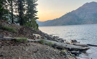 Autumn L.'s photo of camping with pets at Bowman Lake Dispersed near Plumas National Forest