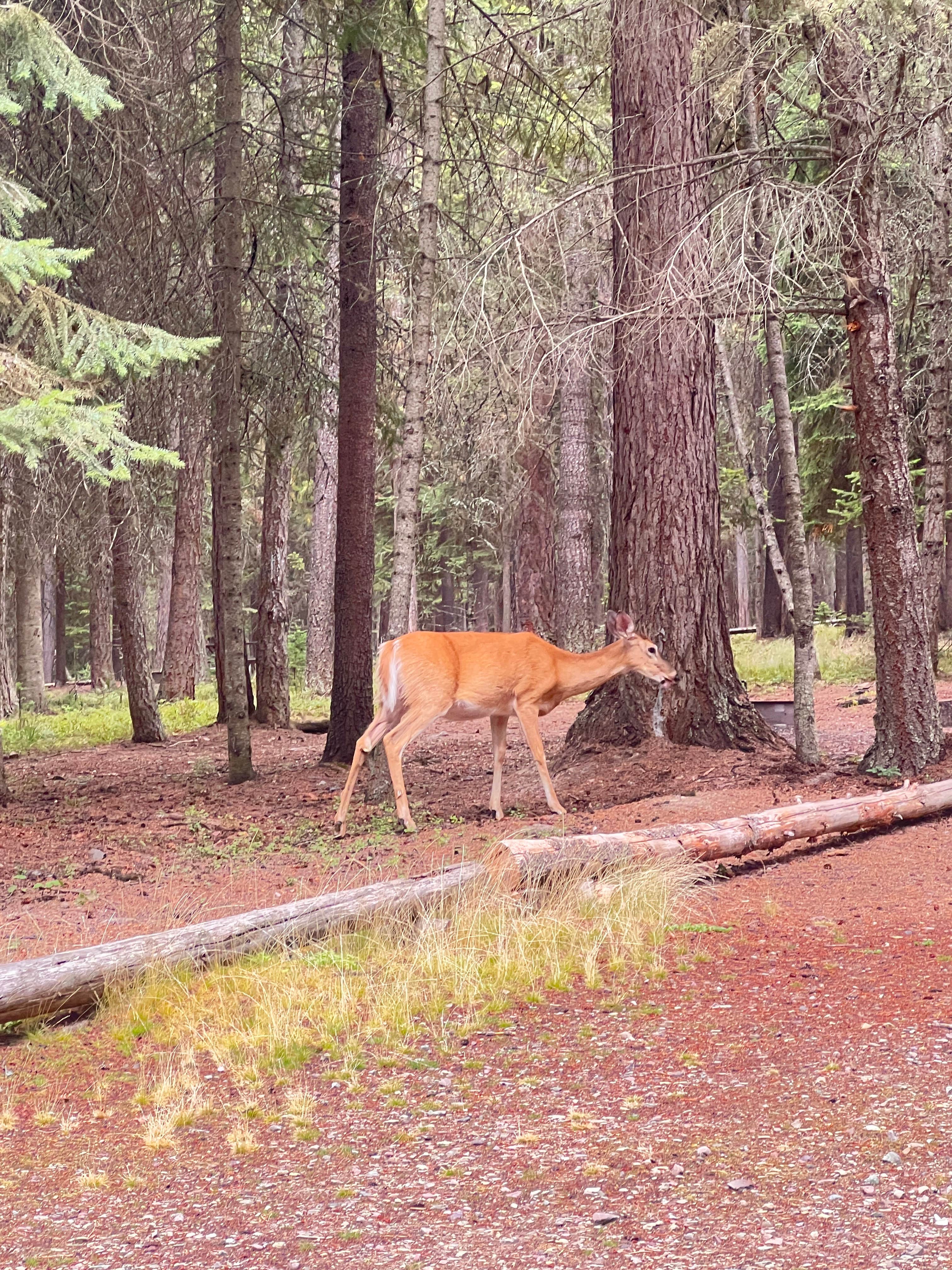 Bowman Lake Head Wilderness Campsite — Glacier National Park