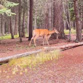 Review photo of Bowman Lake Head Wilderness Campsite — Glacier National Park by Lainey P., August 30, 2026