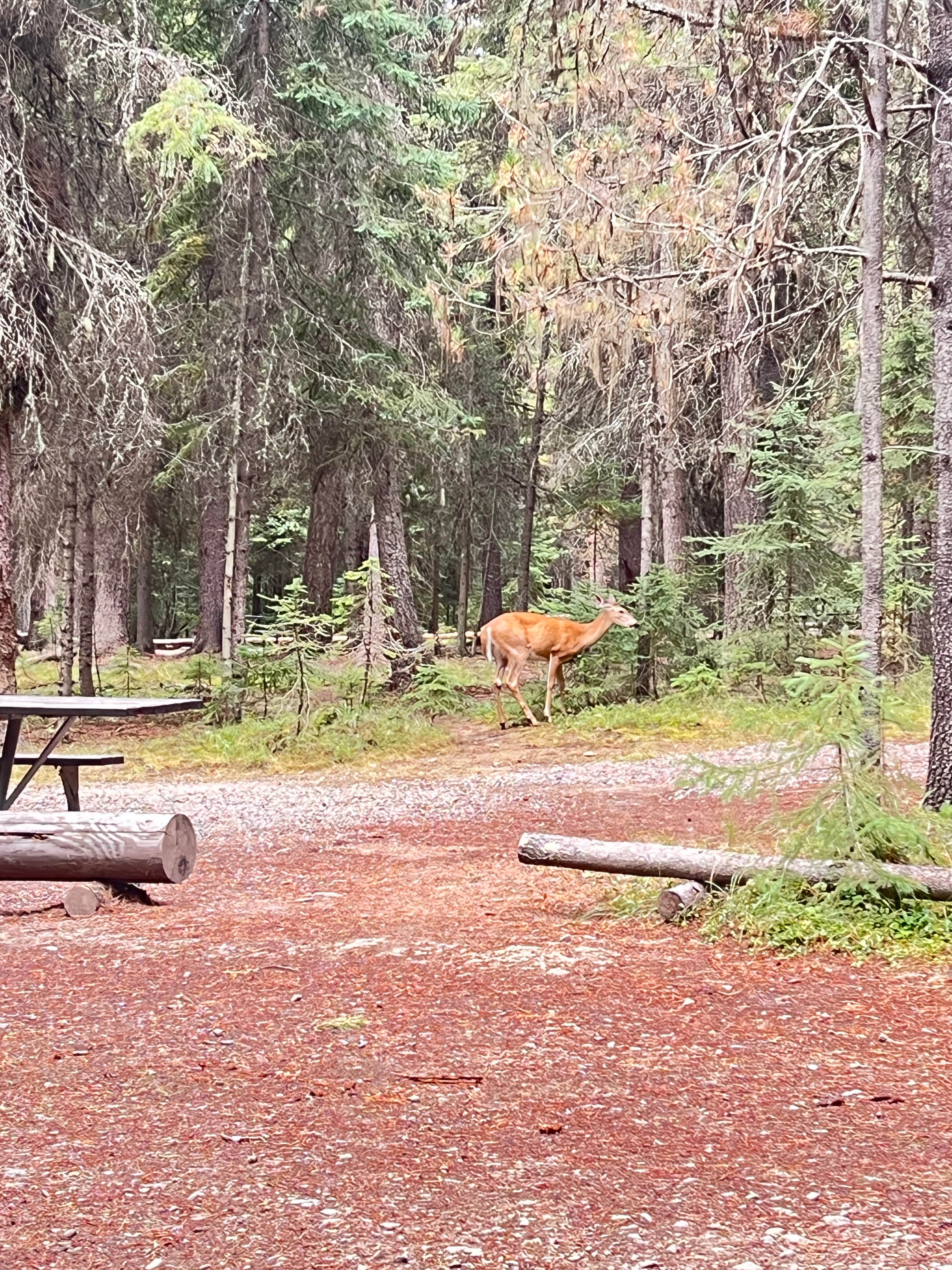 Camper-submitted photo at Bowman Lake Head Wilderness Campsite — Glacier National Park near Polebridge, MT