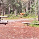 Review photo of Bowman Lake Head Wilderness Campsite — Glacier National Park by Lainey P., August 30, 2026