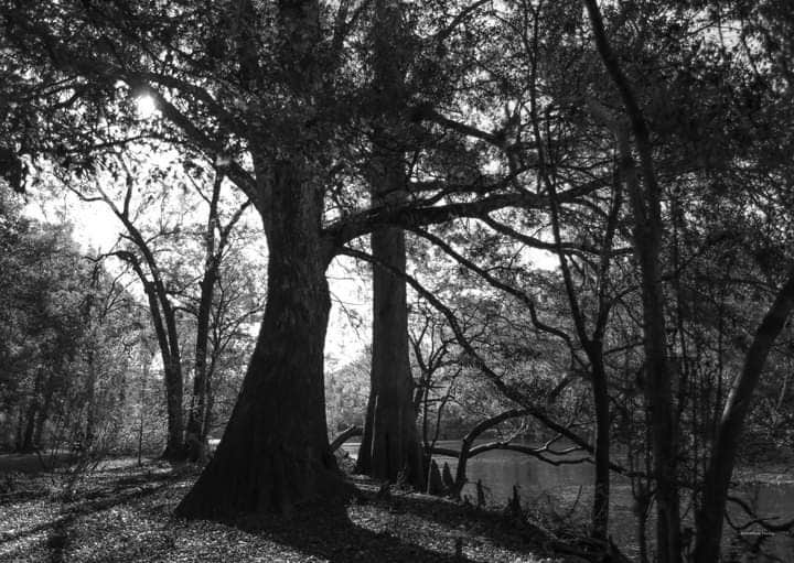 Camper-submitted photo at Bowman's Landing near Fort White, FL