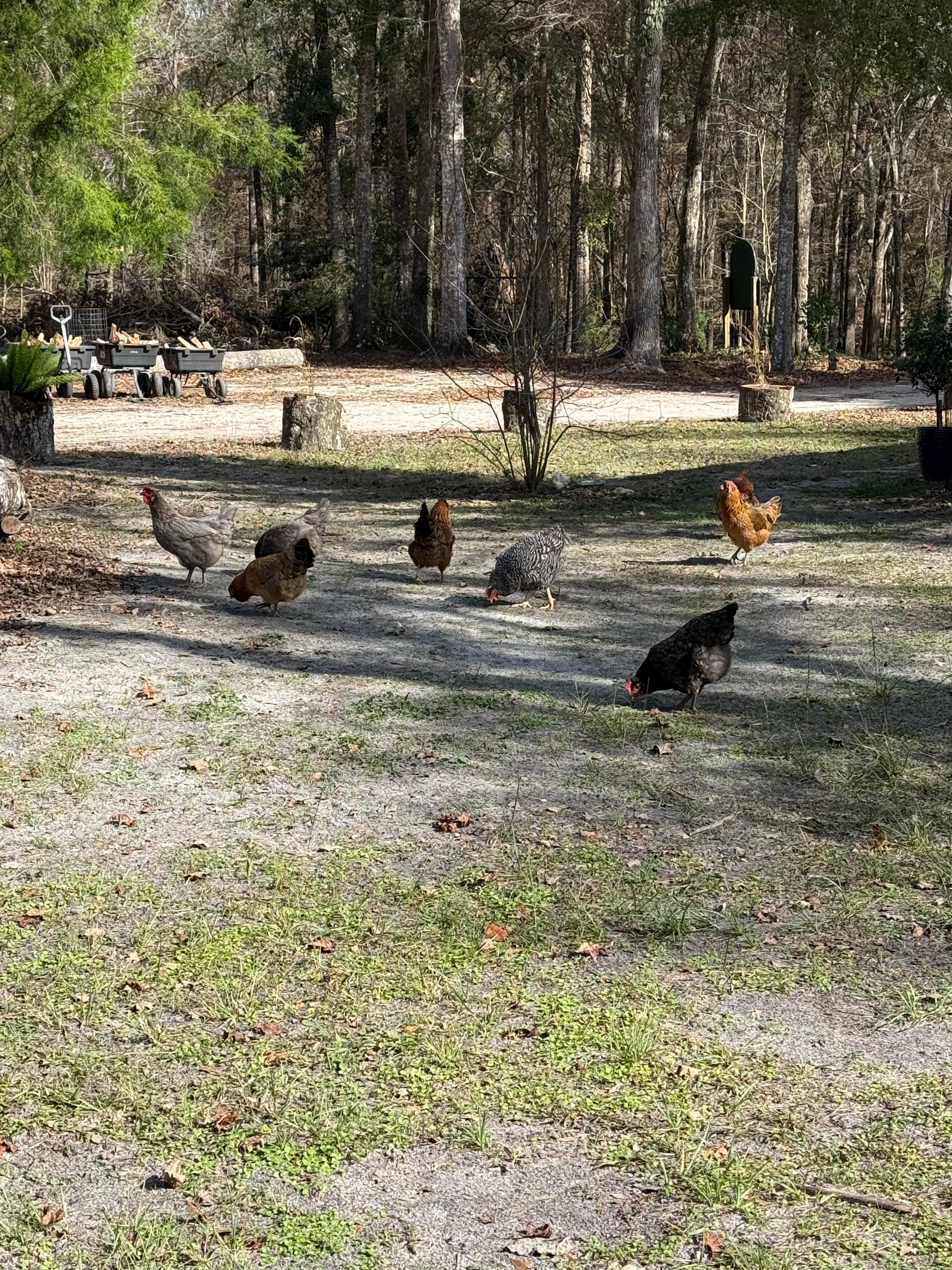 Camper-submitted photo at Bowman's Landing near Fort White, FL