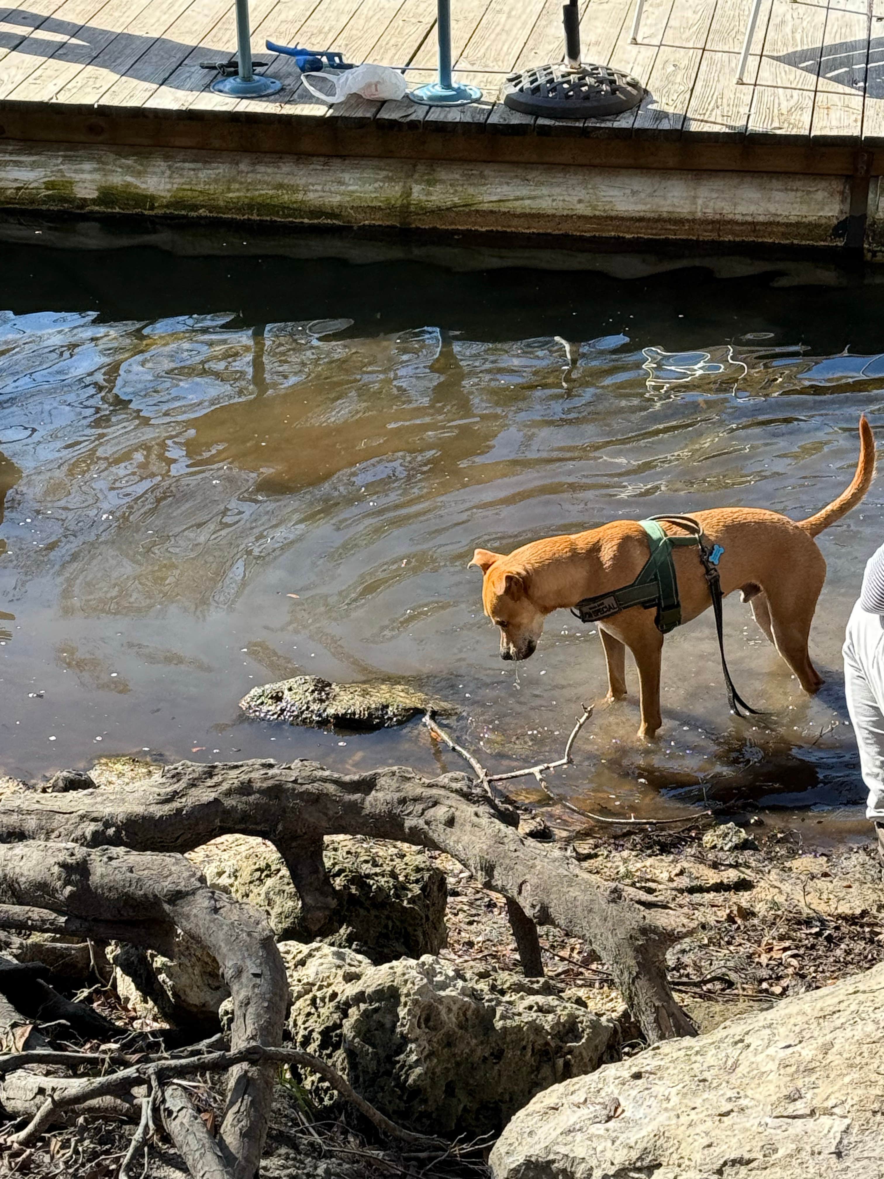 Camper-submitted photo at Bowman's Landing near Fort White, FL