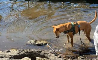 Jeremy R.'s photo of camping with pets at Bowman's Landing near Lake Butler, FL