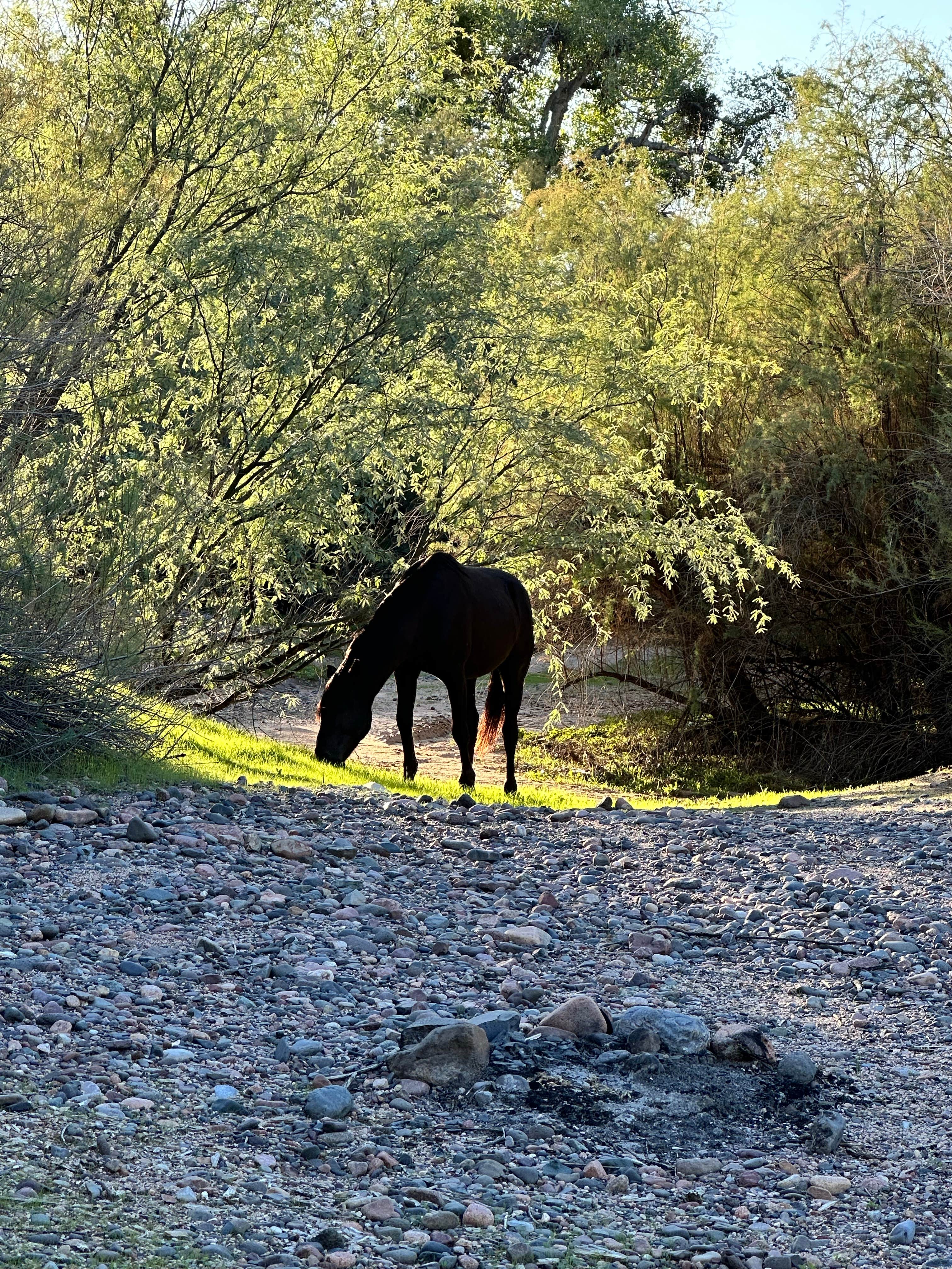 Camper-submitted photo at Box Bar Road Dispersed near Salt River, AZ