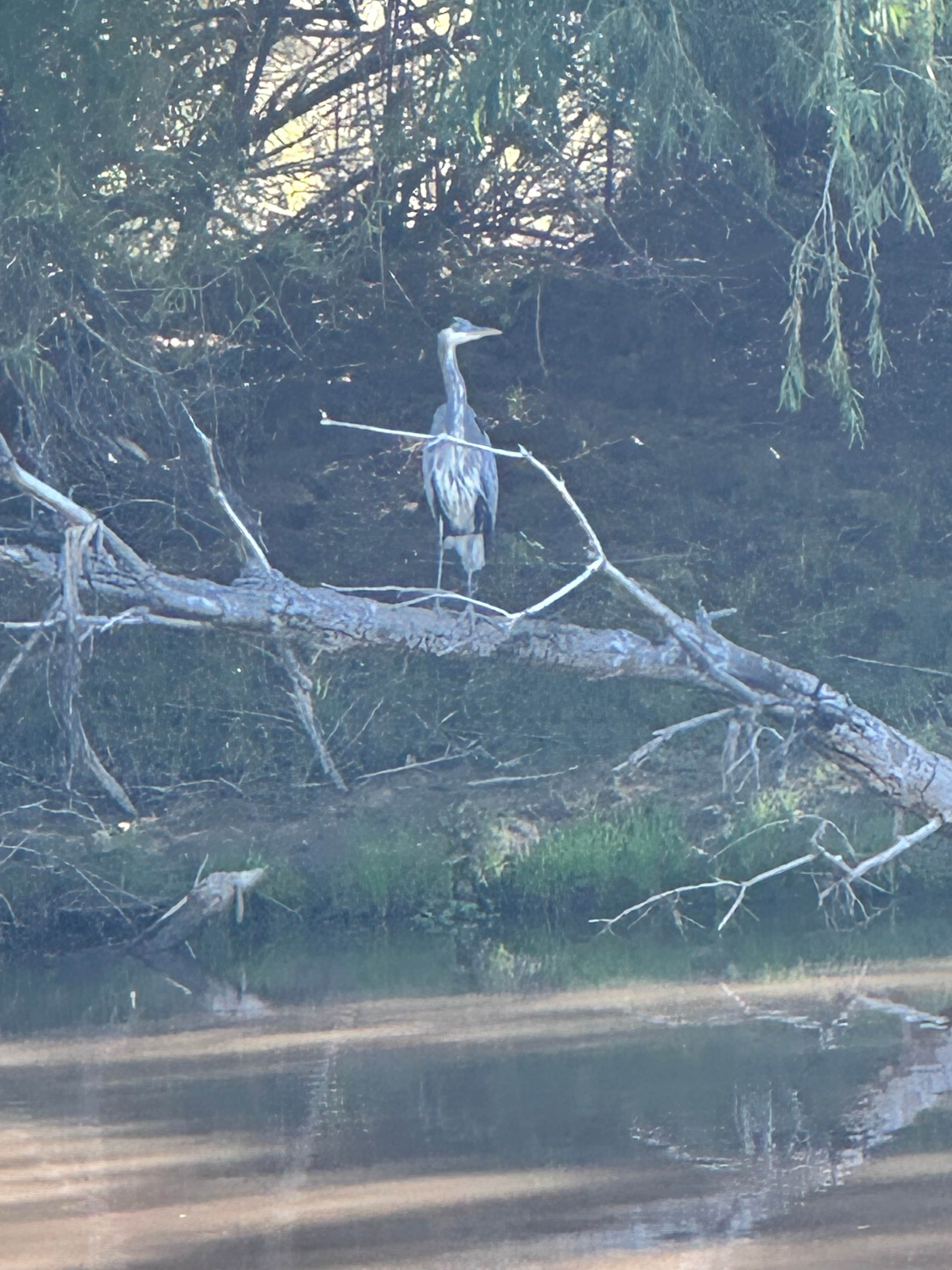 Camper-submitted photo at Box Bar Road Dispersed near Salt River, AZ
