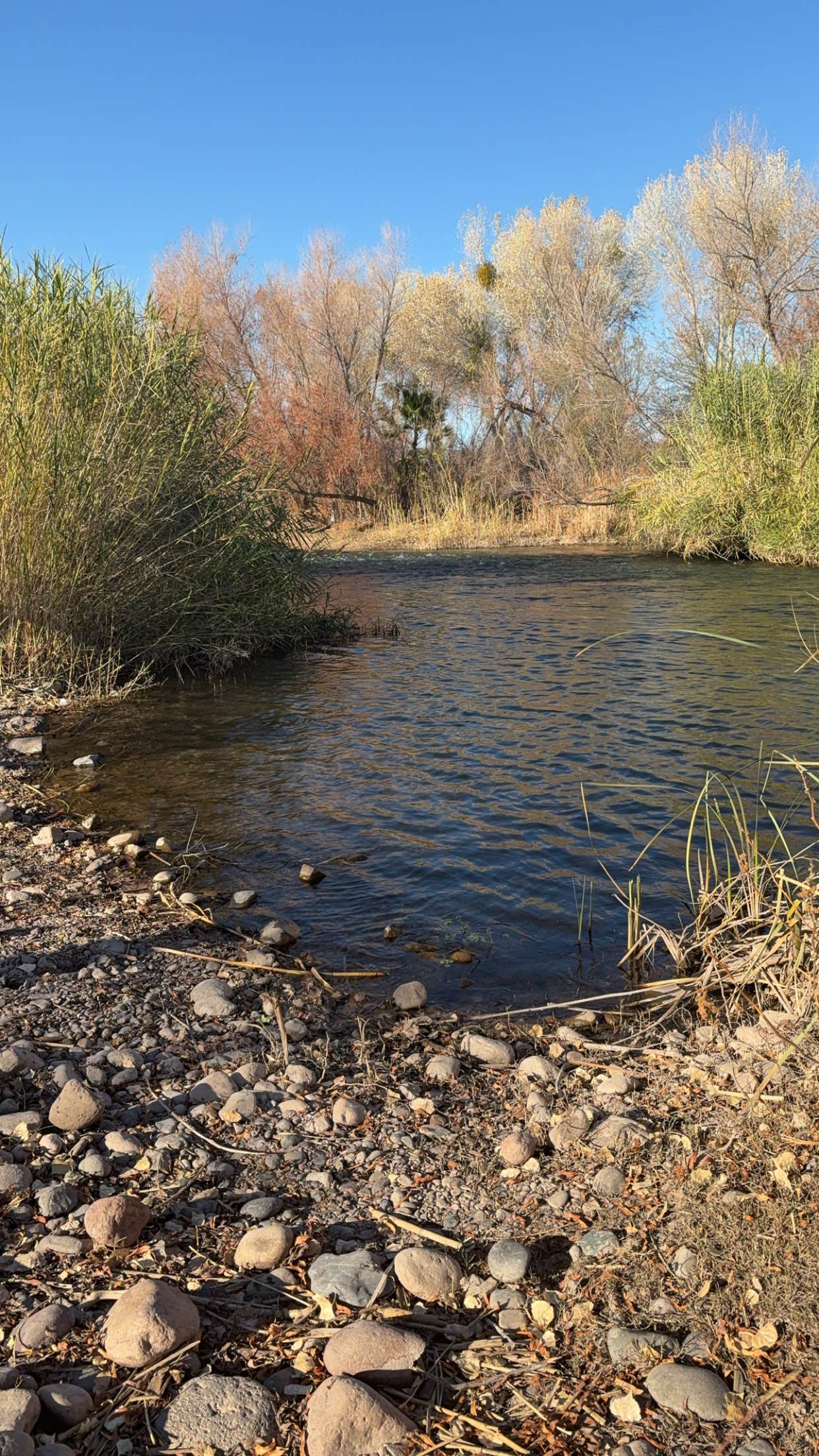 Conner F.'s photo of a dispersed camping area at Box Bar Road Dispersed near Salt River, AZ
