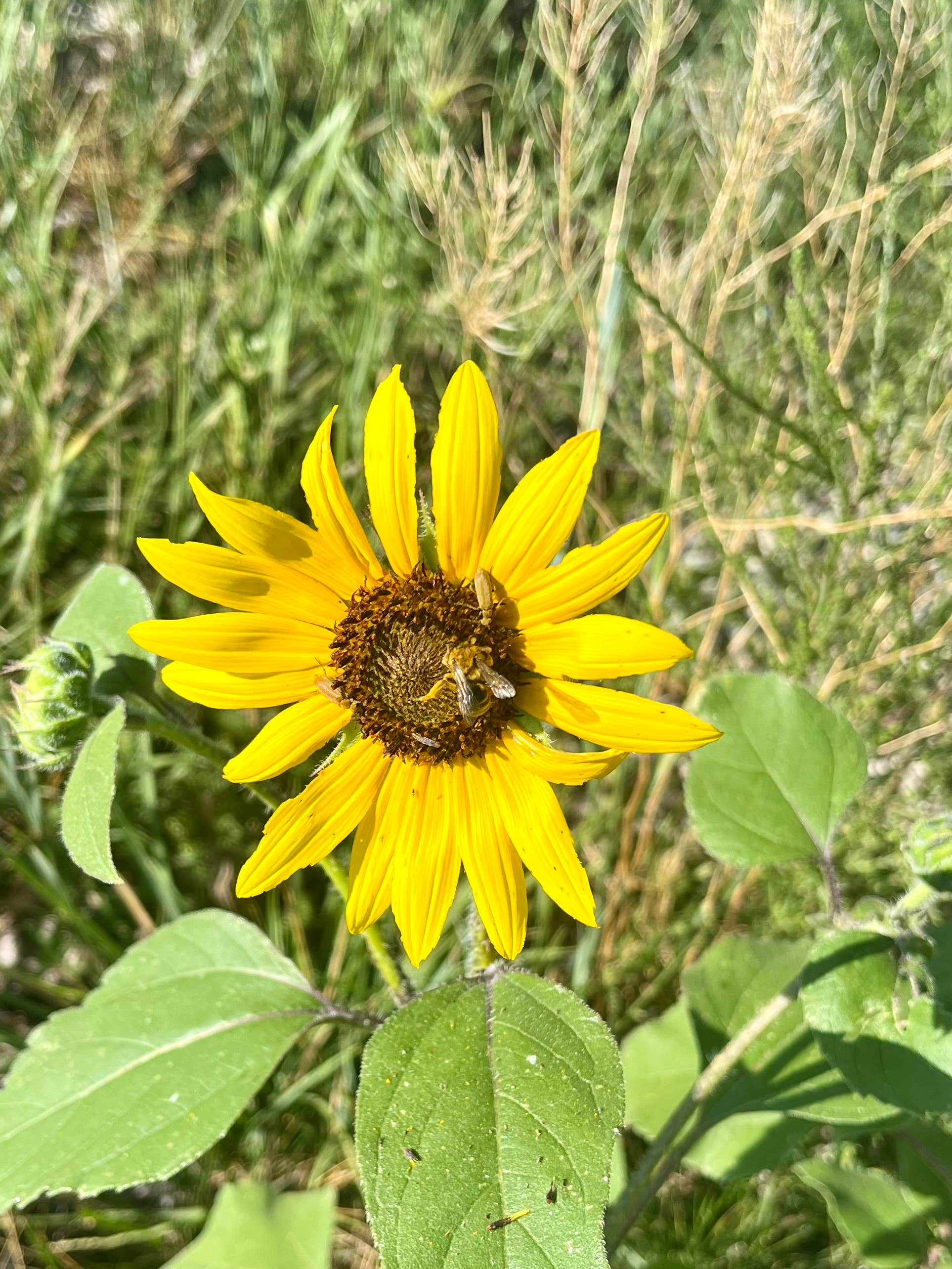 Camper-submitted photo at Box Butte Reservoir State Recreation Area near Nebraska National Forests and Grasslands