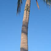 Review photo of Boyd's Key West Campground by Roger G., May 25, 2026