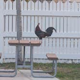 Review photo of Boyd's Key West Campground by Roger G., May 25, 2026