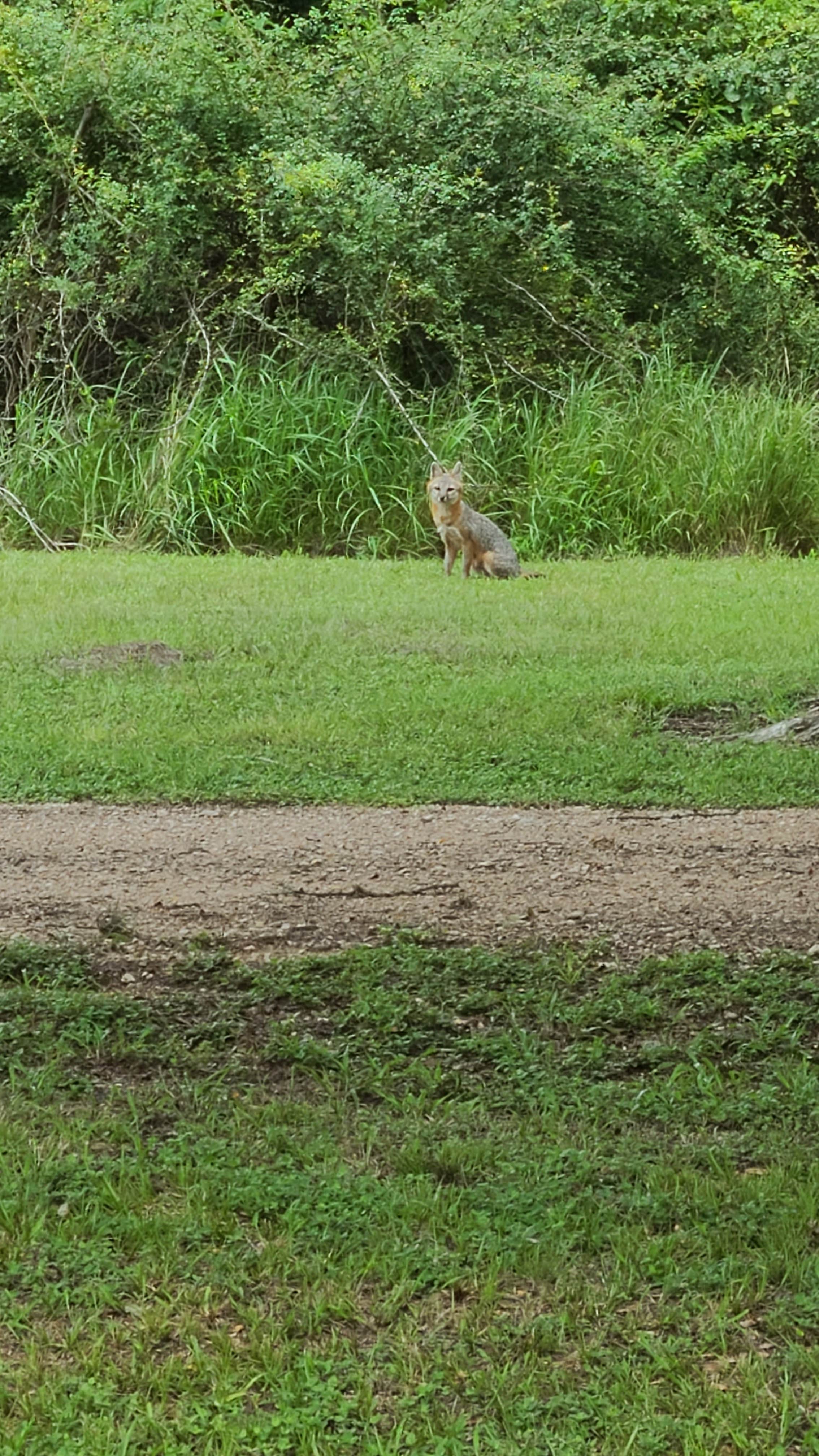 Daniel J.'s photo of camping with pets at Brackenridge Park & Campground near Cuero, TX