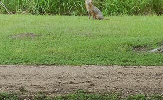 Daniel J.'s photo of camping with pets at Brackenridge Park & Campground near Cuero, TX
