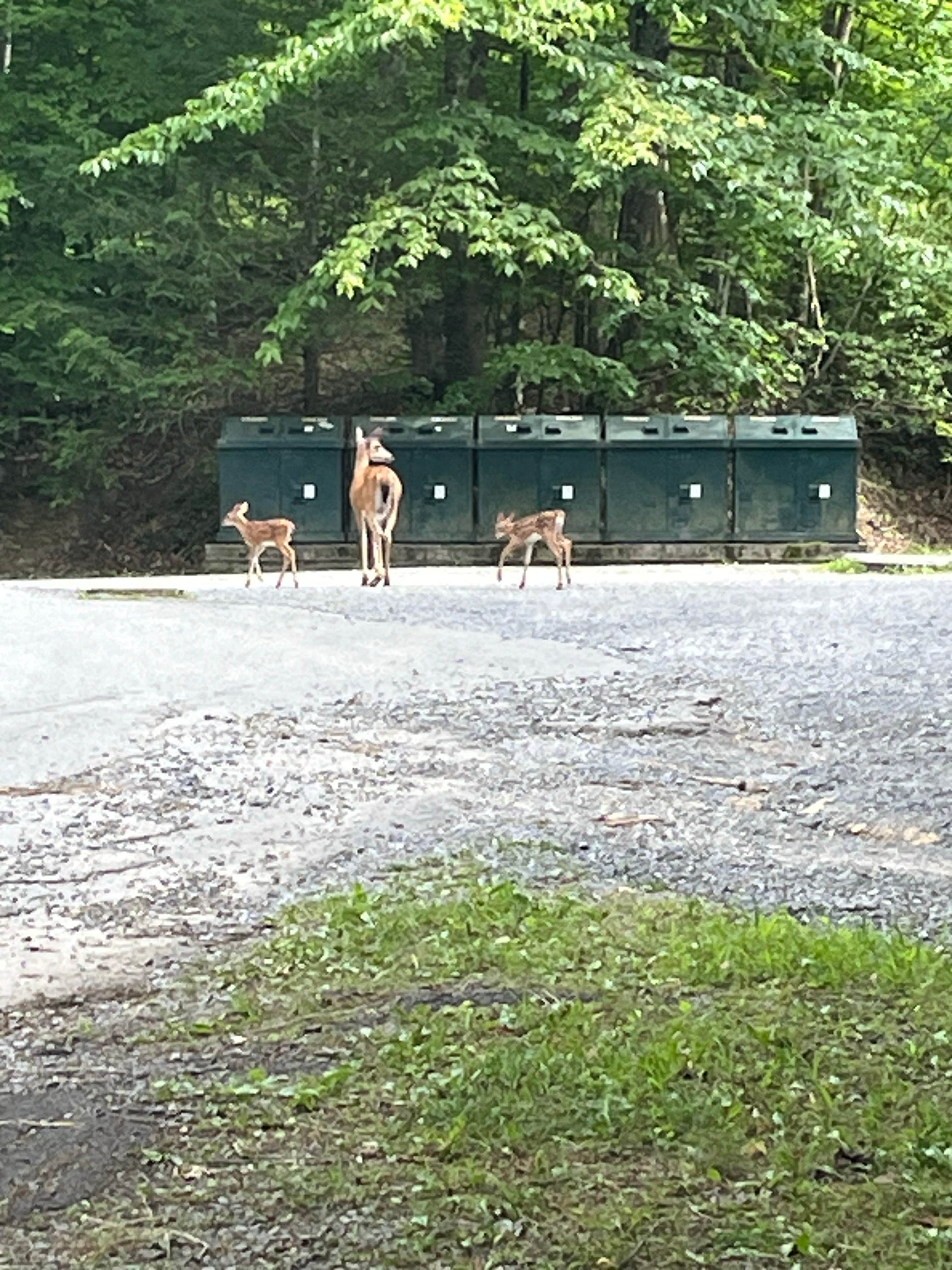 Jeremy K.'s photo of camping with pets at Breaks Interstate Park Campground near Lynch, KY