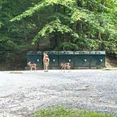 Review photo of Breaks Interstate Park Campground by Jeremy K., June 10, 2024