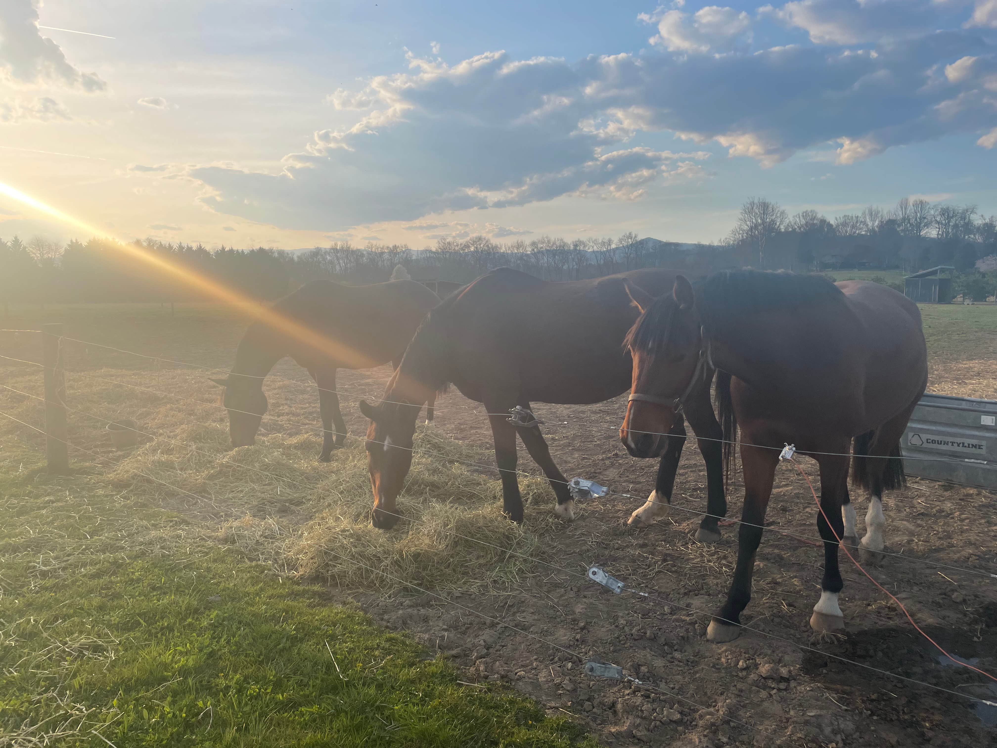 Katie C.'s photo of camping with a horse at Bent River Equestrian near Pisgah Forest, NC
