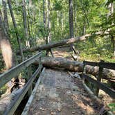 Review photo of Brick House Campground (Sc) — Francis Marion And Sumter National Forests by Lisa M., September 16, 2025