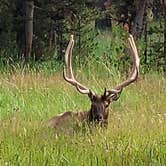 Review photo of Bridge Bay Campground — Yellowstone National Park by Lisa D., September 6, 2024