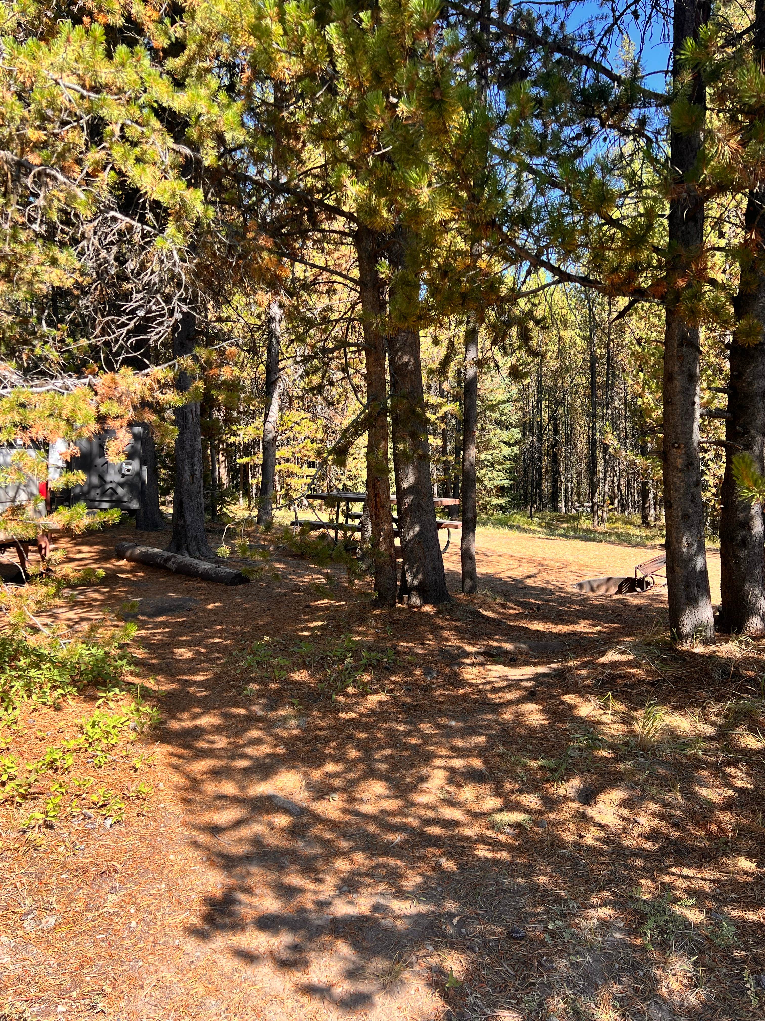 Lisa M.'s photo of camping with pets at Bridge Bay Campground — Yellowstone National Park in Wyoming