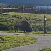Review photo of Bridge Bay Campground — Yellowstone National Park by Todd J., June 24, 2026