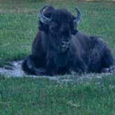 Review photo of Bridge Bay Campground — Yellowstone National Park by Todd J., June 24, 2026
