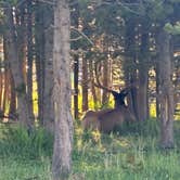 Review photo of Bridge Bay Campground — Yellowstone National Park by Jeff P., July 25, 2025