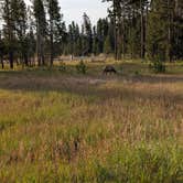 Review photo of Bridge Bay Campground — Yellowstone National Park by Barbara R., November 20, 2025
