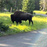 Review photo of Bridge Bay Campground — Yellowstone National Park by Lorene N., September 4, 2024