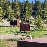 Review photo of Bridge Bay Campground — Yellowstone National Park by Michael S., June 20, 2025