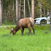 Review photo of Bridge Bay Campground — Yellowstone National Park by Candice M., October 25, 2023