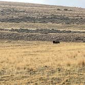 Review photo of Bridger Bay Campground — Antelope Island State Park by Susan R., December 22, 2024