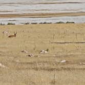 Review photo of Bridger Bay Campground — Antelope Island State Park by Annette S., September 7, 2026