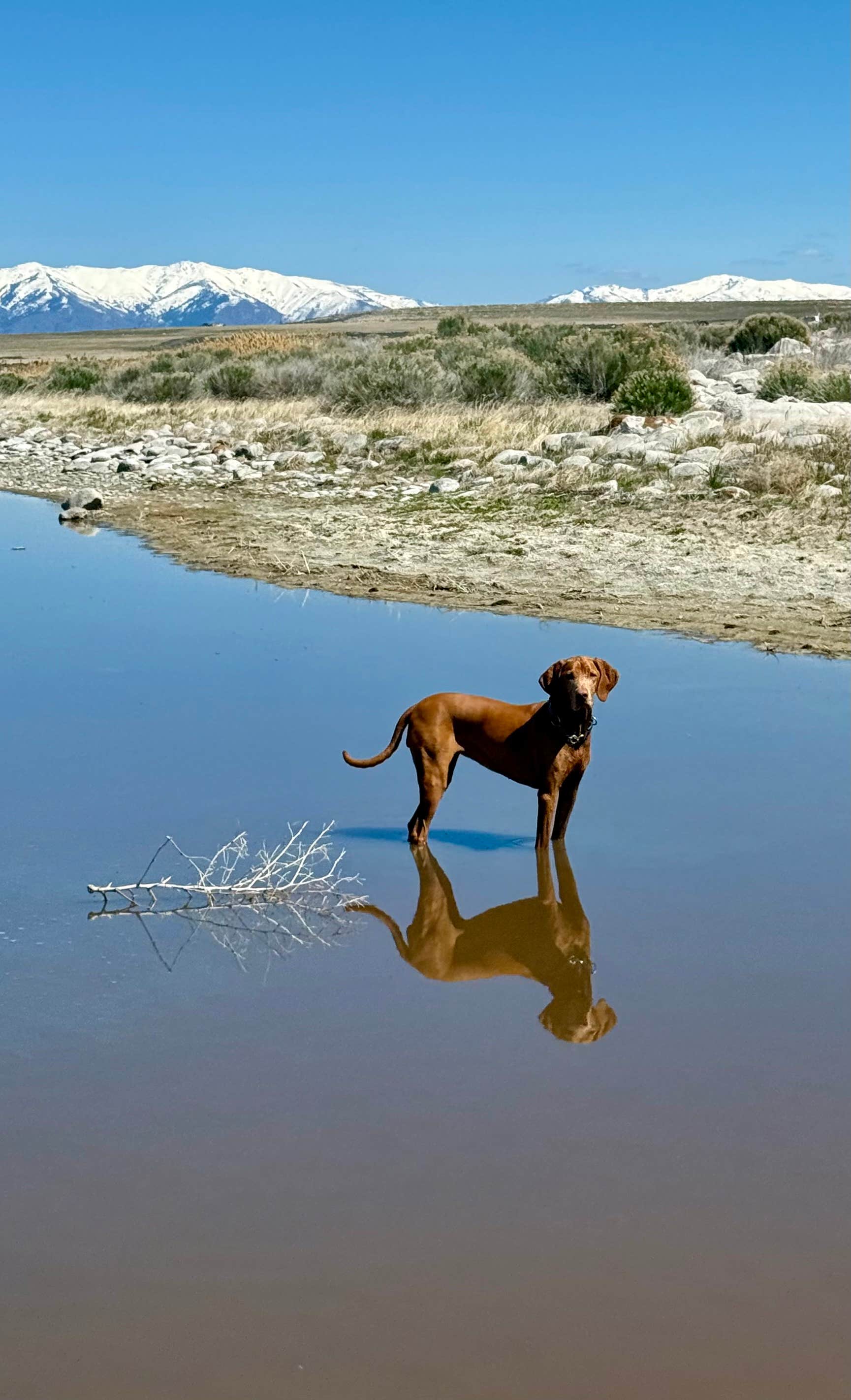 @57overlander C.'s photo of camping with pets at Bridger Bay Campground — Antelope Island State Park near Tooele, UT