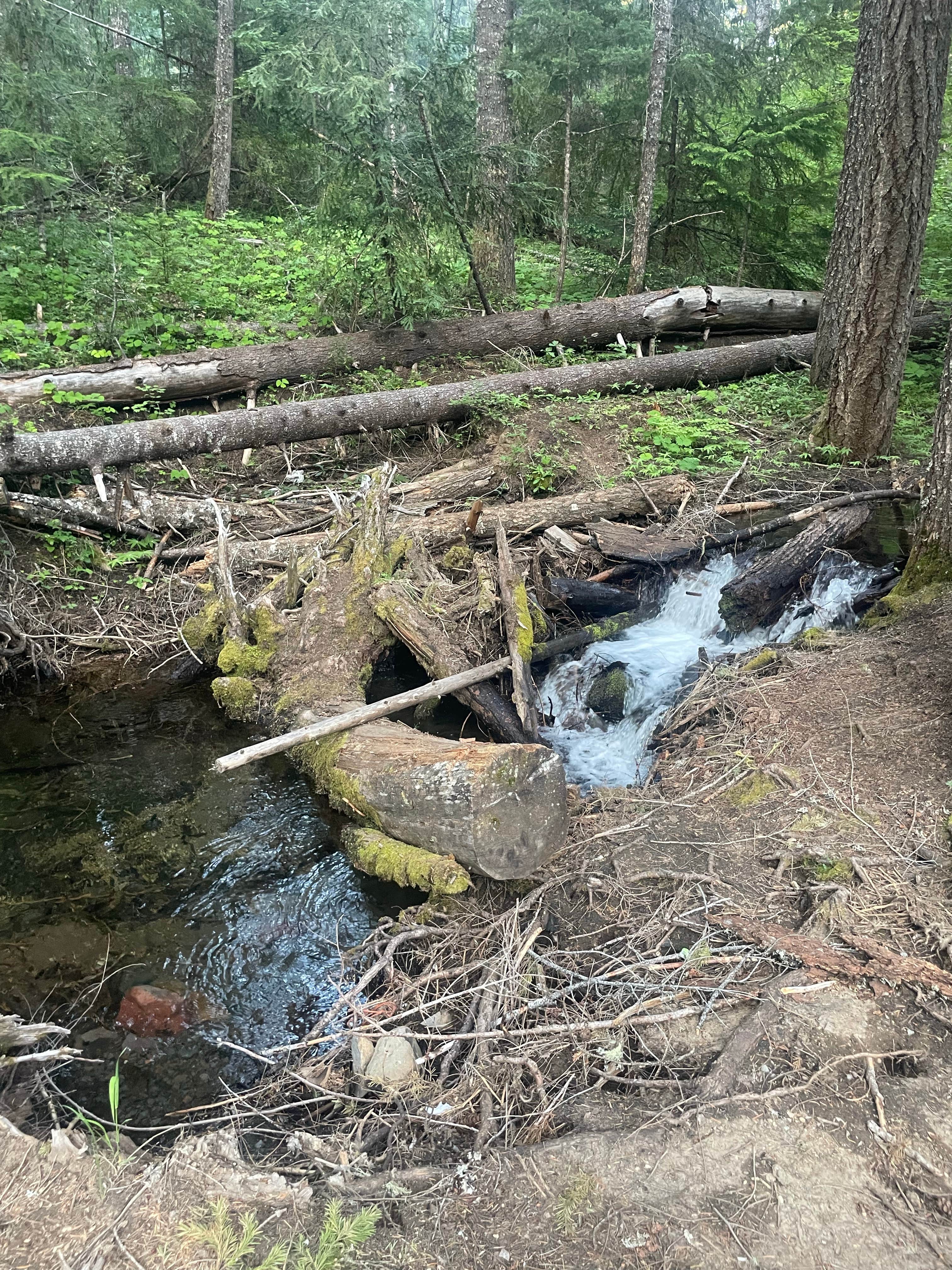 Camper submitted image from Briggs Dispersed Camp - 3