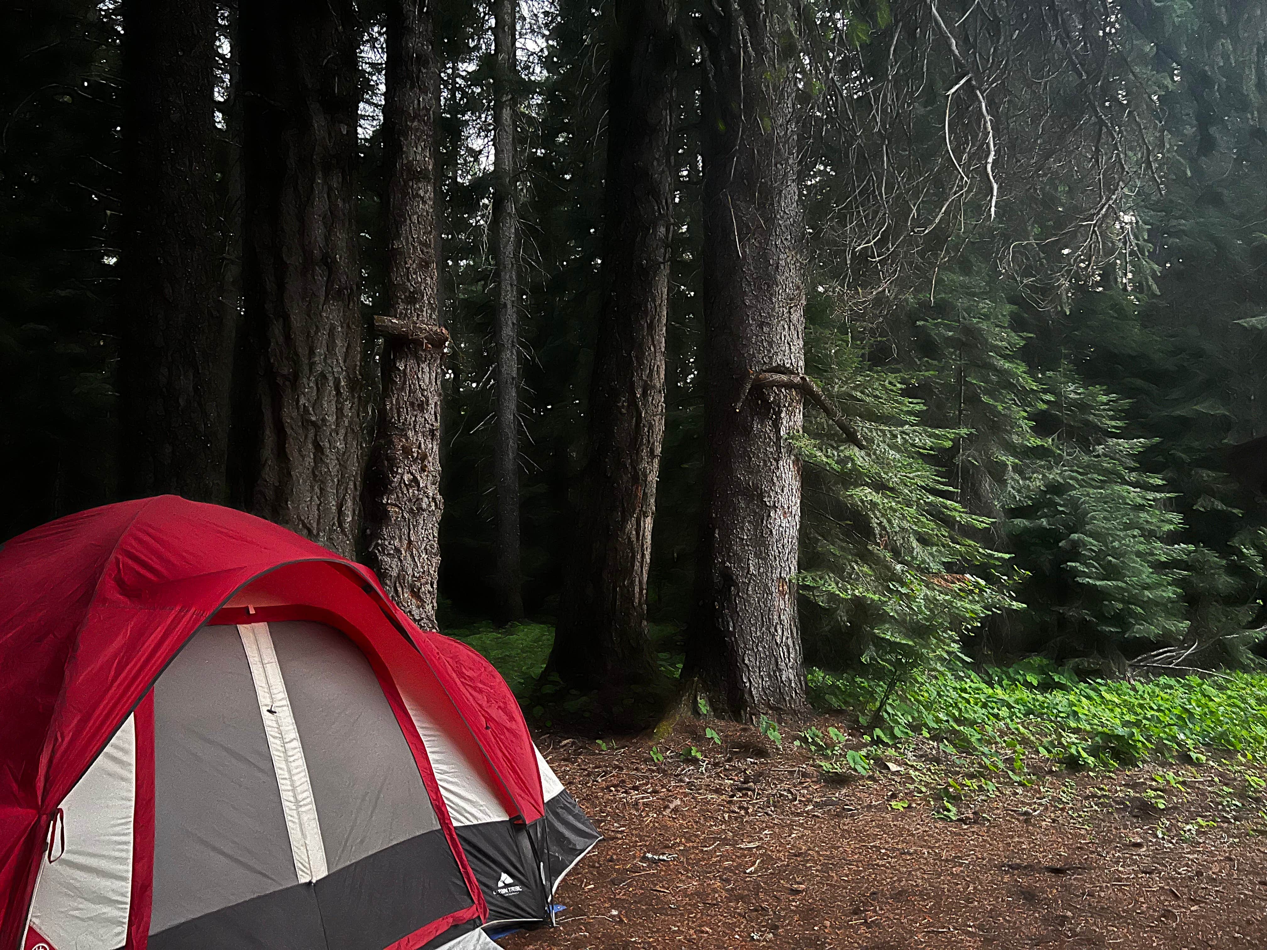 Camper submitted image from Briggs Dispersed Camp - 5