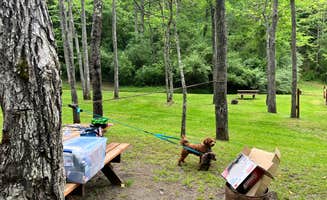 keri S.'s photo of camping with pets at Broken Wheel Campground near Paw Paw, WV