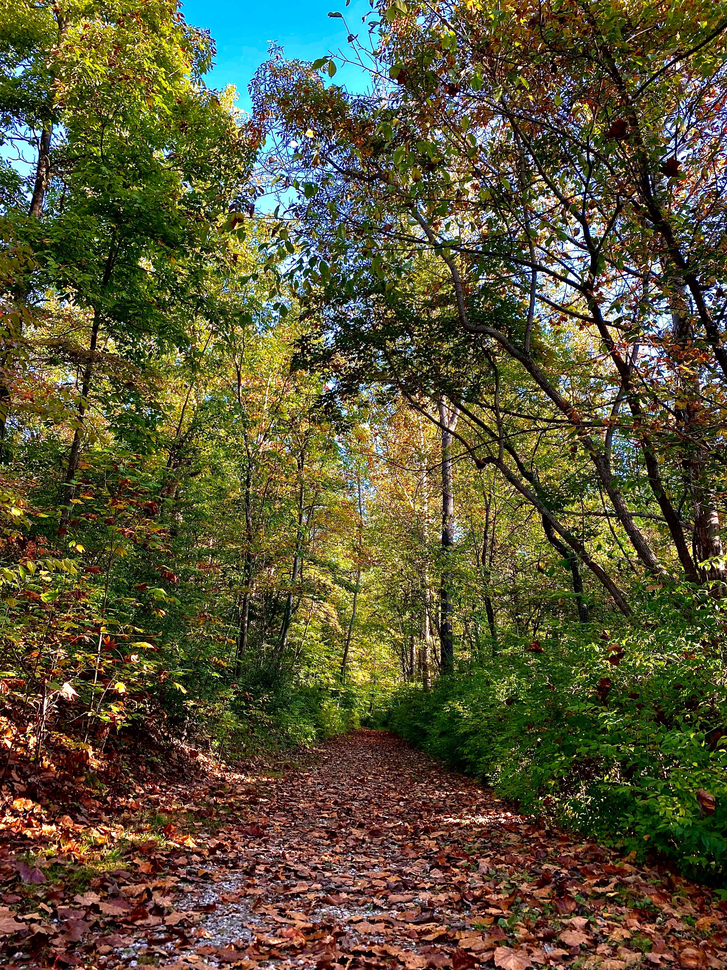 Camper-submitted photo at Brown County-Nashville KOA near Trafalgar, IN